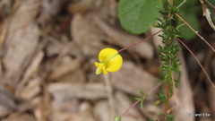 Aspalathus lanceicarpa