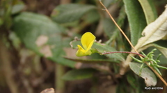 Aspalathus lanceicarpa