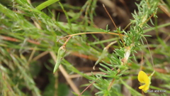 Aspalathus lanceicarpa