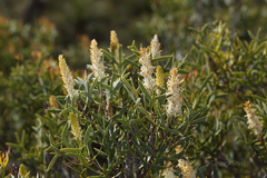 Petrophile shuttleworthiana