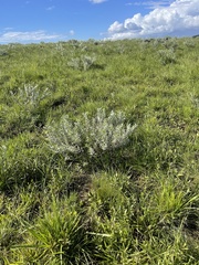 Lasiosiphon splendens