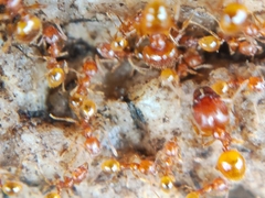 Pheidole fervida