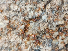 Pheidole fervida