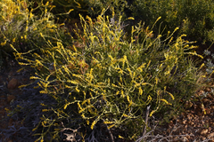 Synaphea