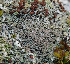 Cladonia stipitata