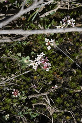 Pimelea alpina