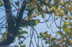 Loriculus beryllinus