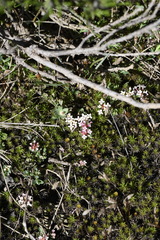 Pimelea alpina