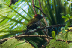 Picus chlorolophus