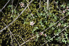 Pimelea alpina