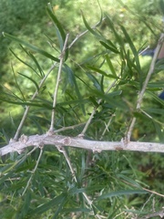 Asparagus falcatus