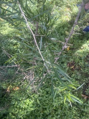 Asparagus falcatus