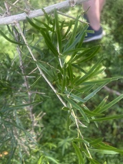 Asparagus falcatus