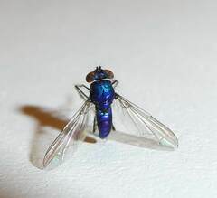 Condylostylus comatus