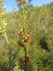 Stylapterus ericoides