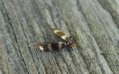 Micropterix aureatella