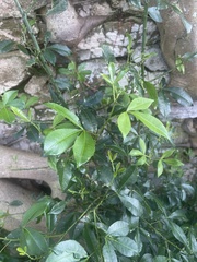 Zanthoxylum asiaticum