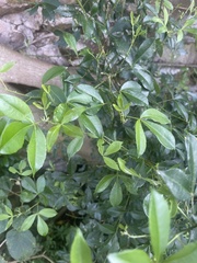 Zanthoxylum asiaticum