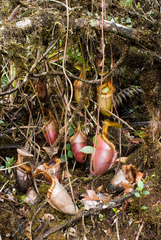 Nepenthes villosa