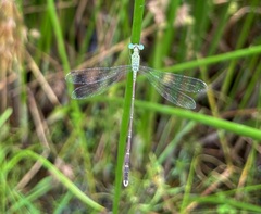 Lestes uncifer