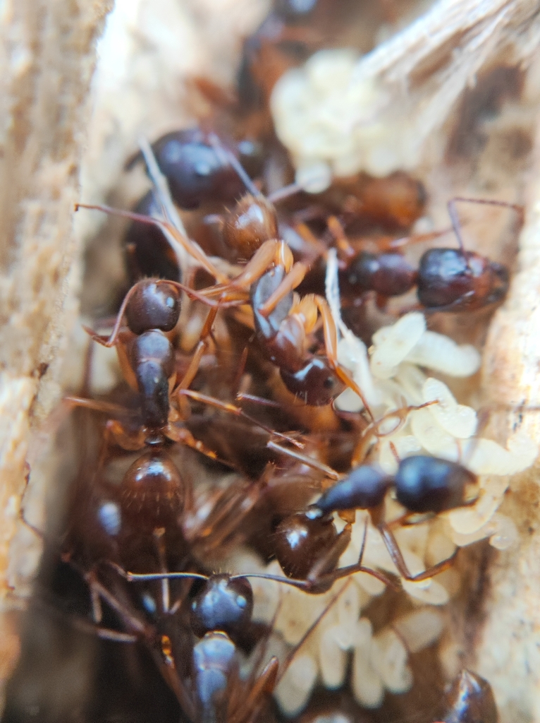 Camponotus helvus