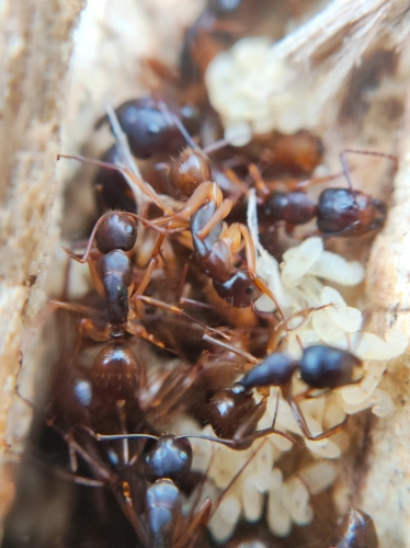 黄腹弓背蚁Camponotus helvus