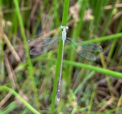 Lestes uncifer