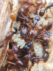 Camponotus helvus