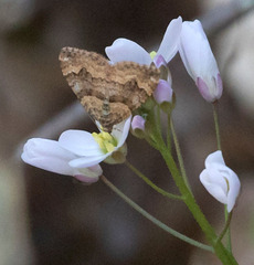 Epirrhoe plebeculata