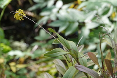 Epidendrum amphistomum