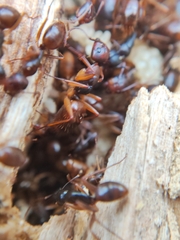 Camponotus helvus