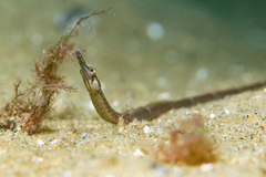 Syngnathus fuscus