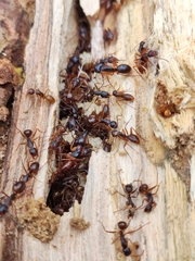 Camponotus helvus
