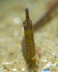 Syngnathus fuscus