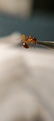 Camponotus helvus