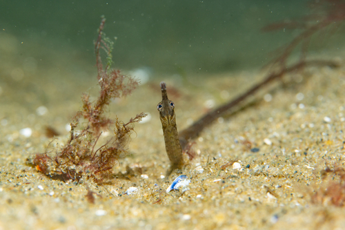 Northern pipefish (Syngnathus fuscus) — Syngnathidae — 5