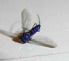 Condylostylus comatus