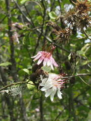 Barnadesia spinosa