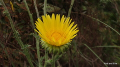 Berkheya decurrens