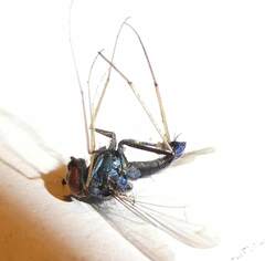 Condylostylus comatus