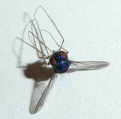 Condylostylus comatus