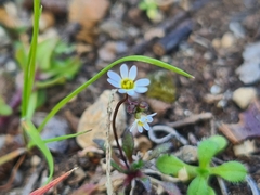 Draba verna