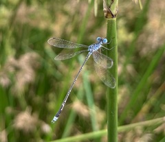 Lestes tridens