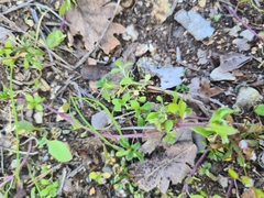 Draba verna