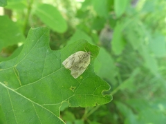 Choristoneura conflictana