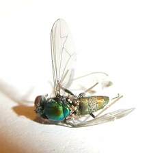 Condylostylus comatus