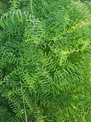 Gleichenia polypodioides