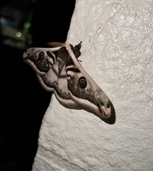Saturnia pyretorum