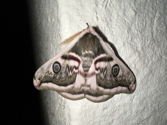 Saturnia pyretorum