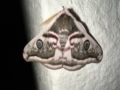 Saturnia pyretorum